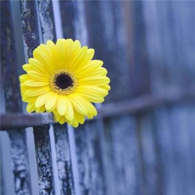 天天中彩票app下载